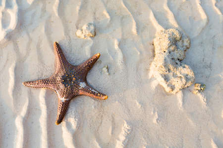 Summer seascape on tropical koh Kradan island  in Thailand. Landscape taken on main long sunrise beach with blue sky and starfish on white sand.の写真素材