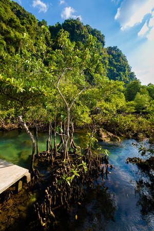 Tha Pom Khlong Song Nam in Krabi in southern Thailand. Landscape taken in beautiful mangrove reserve in south east Asia.の写真素材
