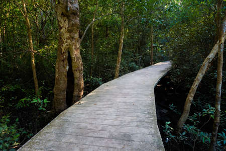 Tha Pom Khlong Song Nam in Krabi in southern Thailand. Landscape taken in beautiful mangrove reserve...