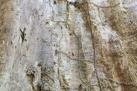 Tropical lizard in Khao Phanom Bencha national park real rainforest in Krabi in southern Thailand....