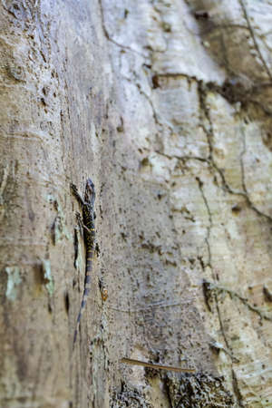 Tropical lizard in Khao Phanom Bencha national park real rainforest in Krabi in southern Thailand. Wildlife of south east Asia.の写真素材