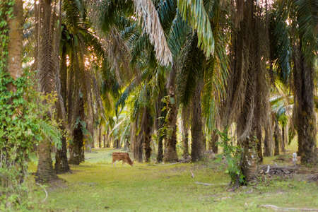View on tropical coconut palm plantation with cow in Krabi in southern Thailand. Landscape taken in south east Asia.の写真素材