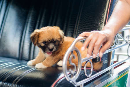 Beautiful puppy dog on tuk tuk seat in Bangkok. Pet animal of south east Asia.の写真素材