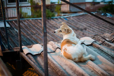 Beautiful dog relaxing on roof Bangkok. Pet animal of south east Asia.の写真素材