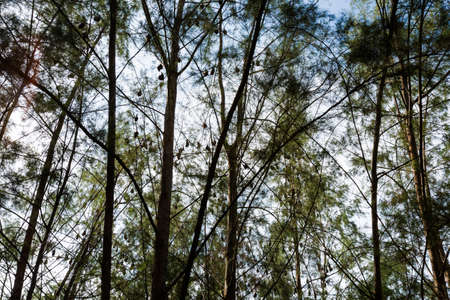 Bats hanging upside down on tropical Tioman island in Malaysia. Beautiful fauna of south east asia on Tekek beach.の写真素材