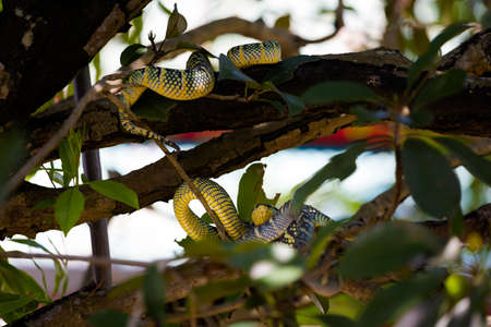 Happenings in Snake temple on Penang island in Malaysia. Dangerous fauna of south east Asia.