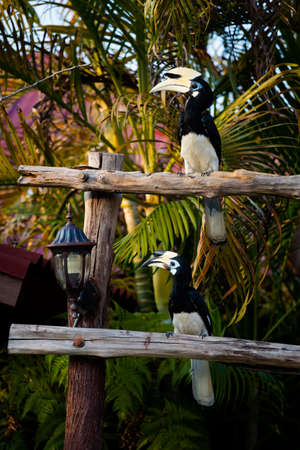 Beautiful parrot hornbill feeding on Pangkor island in Malaysia. Wildlife bird in south east Asia.の写真素材
