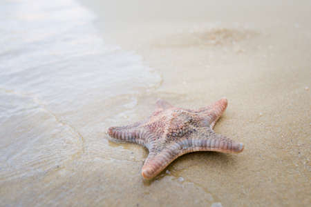 Starfish on Teluk Dalam beach on Pangkor island in Malaysia. Beautiful sea wildlife taken in south east Asia.の写真素材