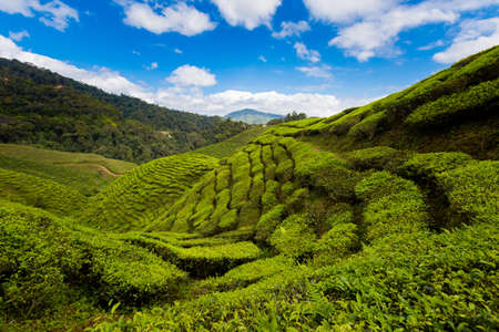 Beautiful landscape taken on Bharat tea plantation in Cameron Highlands mountains in national park in Malaysia. Agriculture of south east Asia.の写真素材