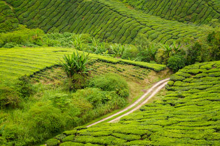 Beautiful landscape taken on Boh tea plantation in Cameron Highlands mountains in national park in...