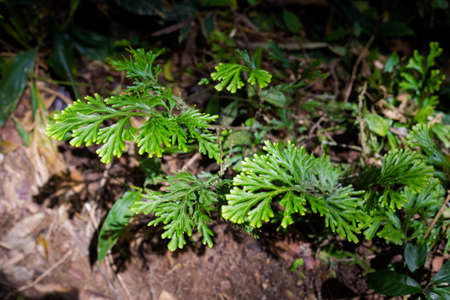 Beautiful plant closeup taken during trekking on Gunung Jasdar in Cameron Highlands mountains in national park in Malaysia. Flora of south east Asia.の写真素材