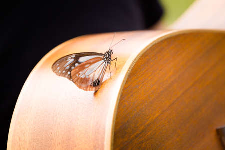 Beautiful butterfly in Cameron Highlands mountains in national park in Malaysia. Fauna of south east...