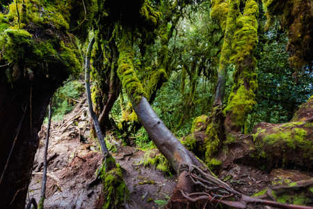 Beautiful landscape taken during trekking in Mossy Forest in Cameron Highlands mountains in national park in Malaysia. Travelling across south east Asia.の写真素材