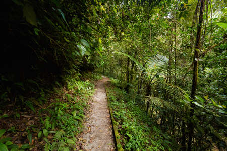 Beautiful landscape taken during trekking to Robinson Falls in Cameron Highlands mountains in...