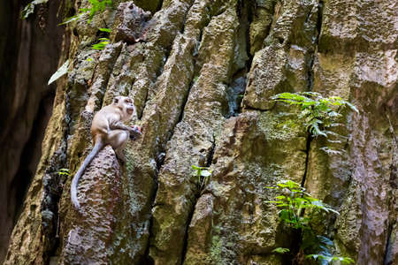 Monkey at Batu Caves Temple, Kuala Lumpur