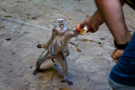 A man feeding a monkey