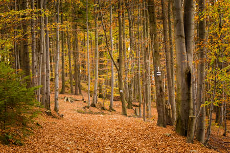 Autumn landscape photo taken in polish Beskidy mountains, Grabowa.の写真素材