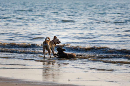 Two local dogs on Sunny Pantai Cenang beach on tropical Langkawi island in Malaysia. Beautiful nature of south east asia.の写真素材