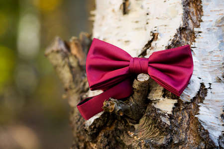Beautiful bow tie of the Groom before wedding - romantic detailの写真素材