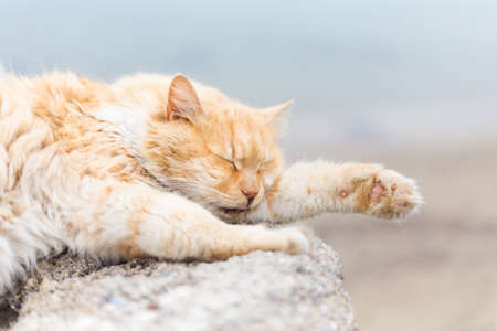 Cat in Beautiful ancient architecture of Side city in Turkey, Antalya.