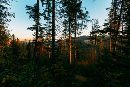 Beautiful landscape sunrise photo taken in polish Beskidy mountains - Babia Gora in the morning. On the path to Diablak peak, Babiogorski Park Narodowyの写真素材