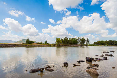 Summer landscape with buffalos taking river bath in tropical Mekong Delta, Vietnam. Motorbike trip in souteast Asia.の写真素材