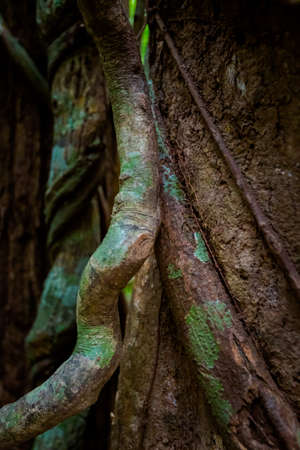 Summer landscape on tropical Phu Quoc island in Vietnam. Beautiful panorama of jungle trek to Suoi...