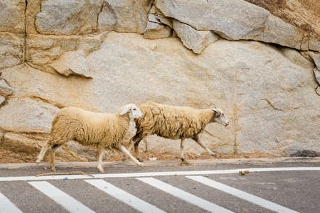 Sheeps in Vietnam coastal motorbike trip from Mui Ne to Phan Rang. Landscape with blue sky during sunny day on the north of Mui Ne.の写真素材