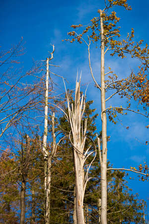Autumn landscape photo of woods in polish Beskidy mountains, on the path to WIelka Racza.