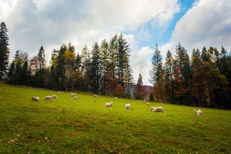 Autumn landscape sheeps photo of woods in polish Beskidy mountains, on the path to WIelka Racza.の写真素材