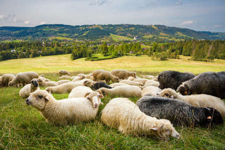 Beautiful panorama in Tatry mountains with sheeps eating grass.の写真素材