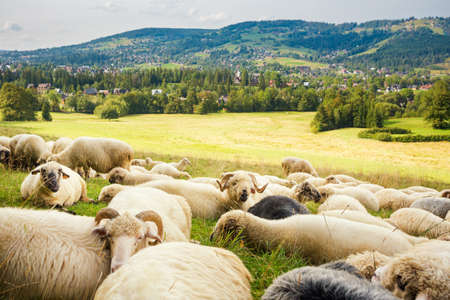 Beautiful panorama in Tatry mountains with sheeps eating grass.の写真素材
