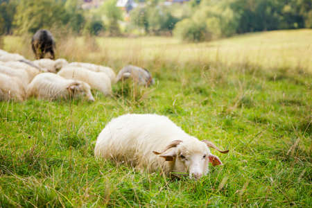Beautiful panorama in Tatry mountains with sheeps eating grass.