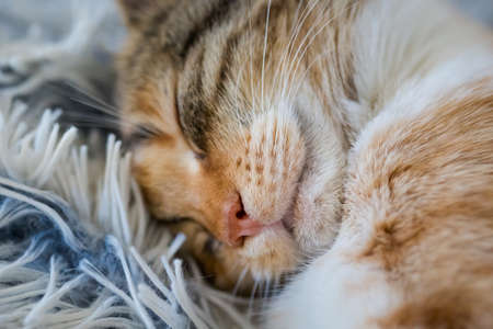 Funny lazy young kitten sleeping on a blanketの写真素材