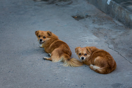 Beautiful photo of dogs in Cam Lap promontory - island in Cam Ranh, Vietnam. Khanh Hoa province.