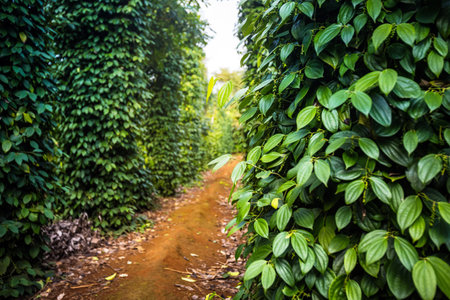 Vietnaese pepper farm in Dong Ha, Quang Tri. Fresh growing unripe peppercorns.の写真素材
