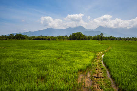 Beautiful jungle landscape of Hai Van Pass from Da Nang to Hue, Vietnam. Sunny day scenery.の写真素材