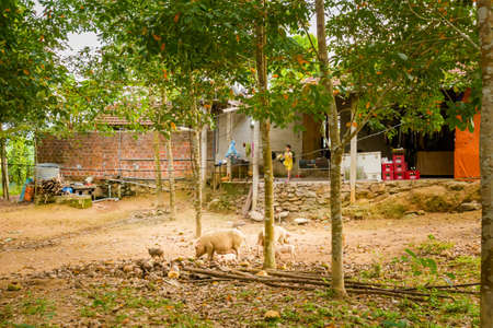 Phong Nha, Vietnam - February 2020: Beautiful green vivid landscape in National Park Phong Nha Ke Bang, Rural sceneryのeditorial素材