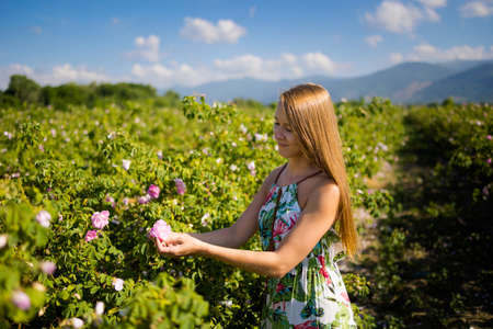 Summer Rose valley festival time in Kazanluk Bulgaria. Young pretty woman picking flowers. Landscape with blue skyの写真素材