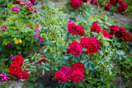 Summer Rose valley festival time in Kazanluk Bulgaria. Landscape with blue sky