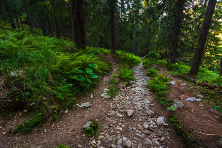 Beautiful path around Chopok and Dumbier mountain with Stefanika shelter - in slovakian low Tatra mountains. Summer panorama with great weather and blue skyの写真素材