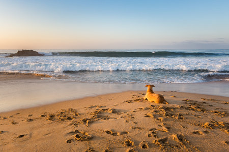 Beautiful Zipolite beach in Mexico. Landscape during sunrise with dogs.の写真素材