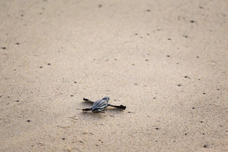 Releasing endangered young turtles to the sea. Beautiful Ventanilla beach in Mexico. Ecological and...