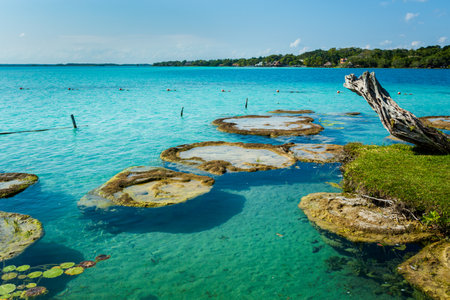 Beautiful landscape with stromatolites, photo taken in Laguna Bacalar in Mexico during kayak trip.の写真素材