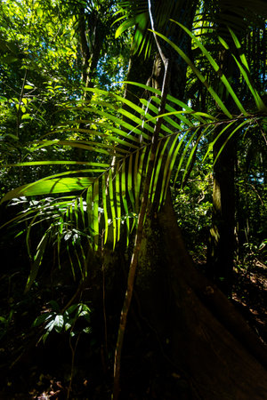 Beautiful nature in Roberto Barrios cascadas park, Palenque in Mexico. Vivid landscape photo with lush green and crystal water during sunny day.の写真素材