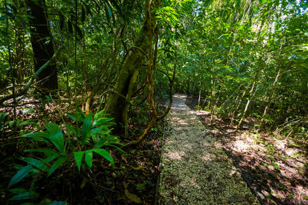 Beautiful nature in Roberto Barrios cascadas park, Palenque in Mexico. Vivid landscape photo with lush green and crystal water during sunny day.の写真素材