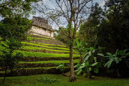 Beautiful pyramids in Palenque archaeological site in Mexico. Vivid landscape photo.の写真素材