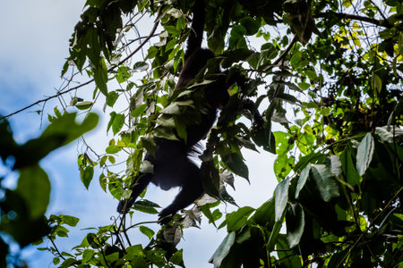 Beautiful monkey in Palenque archaeological site in Mexico. Vivid landscape photo.の写真素材