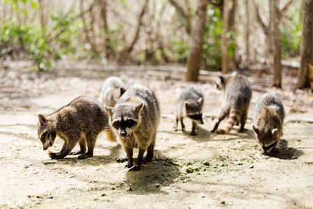 Beautiful wild animals - racoon in El Corchito Ecological Reserve in Progreso, Mexico during sunny day. eco concept.の写真素材