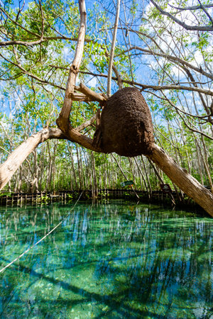 Beautiful wild animals in El Corchito Ecological Reserve in Progreso, Mexico during sunny day. eco concept.の写真素材